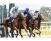  Carrera: P.Valderas Monta: V.Janacek Caballo: Octans